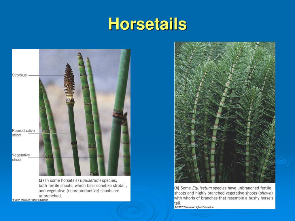 PPT The Plant Kingdom Seedless Vascular Plants PowerPoint