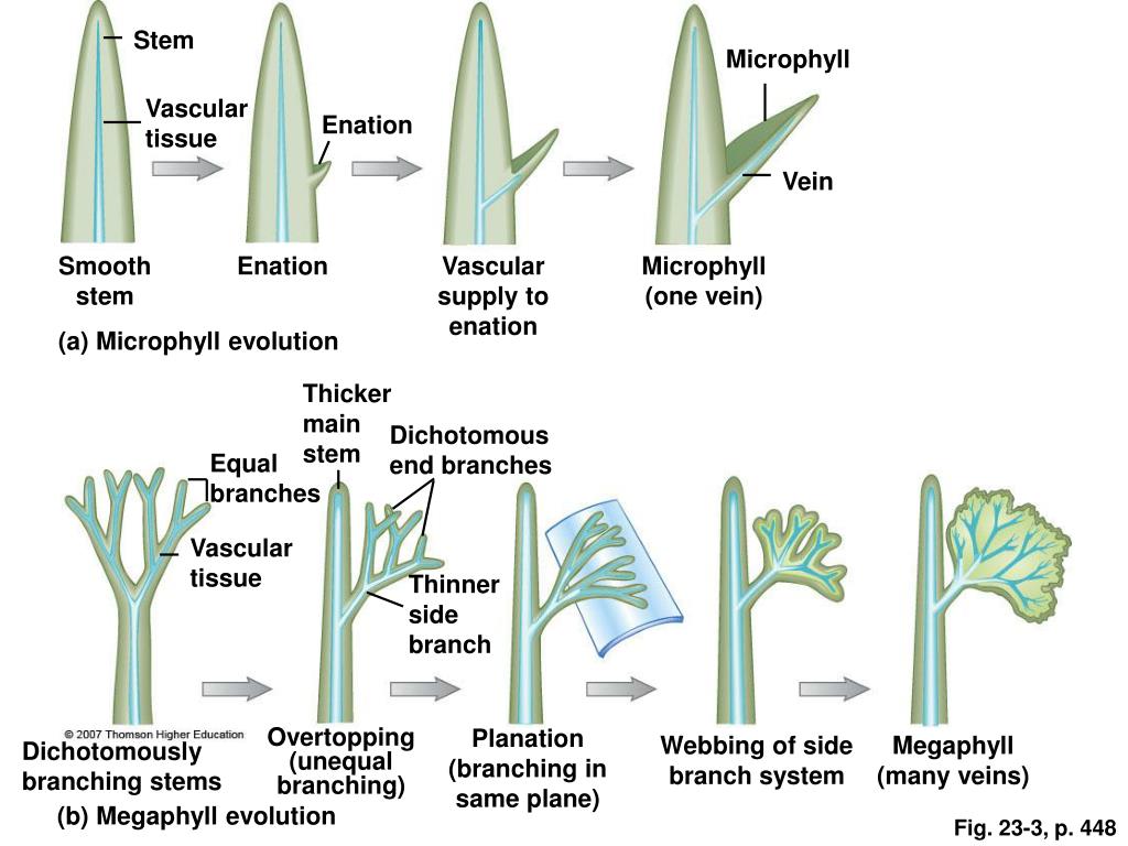PPT The Plant Kingdom Seedless Vascular Plants PowerPoint
