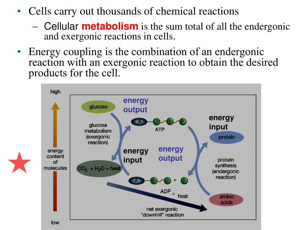 Capstone Lesson Cellular Energetics Concept Map PPT Chapter 5 PowerPoint Presentation, free download ID1158437