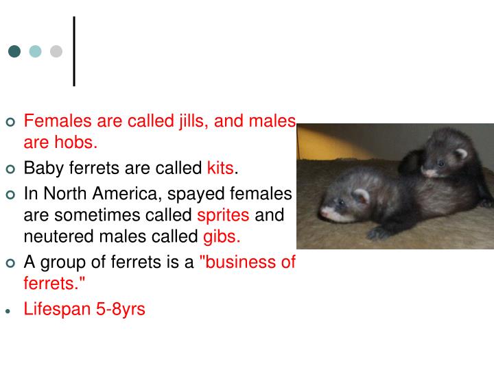 PPT Ferrets PowerPoint Presentation ID1158449