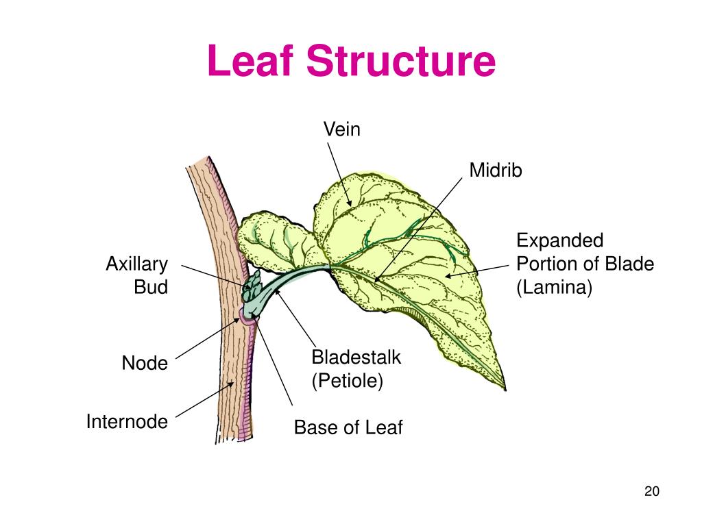 PPT Plant Science PowerPoint Presentation, free download ID1159352