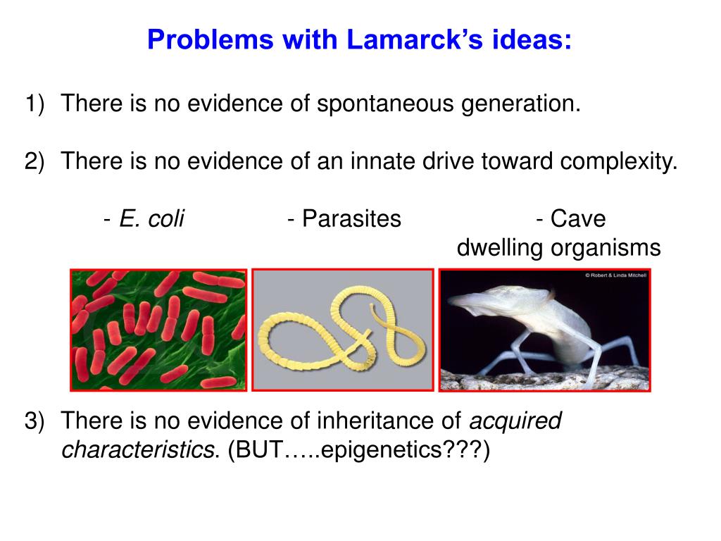 The Spirit Of System: Lamarck And Evolutionary Biology: Now.