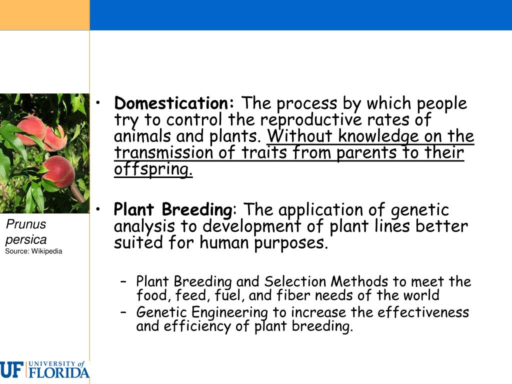 PPT Plant Breeding and Applied PowerPoint Presentation, free