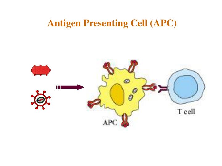 PPT Antigenpresenting cells and antigen presentation PowerPoint Presentation ID1162026