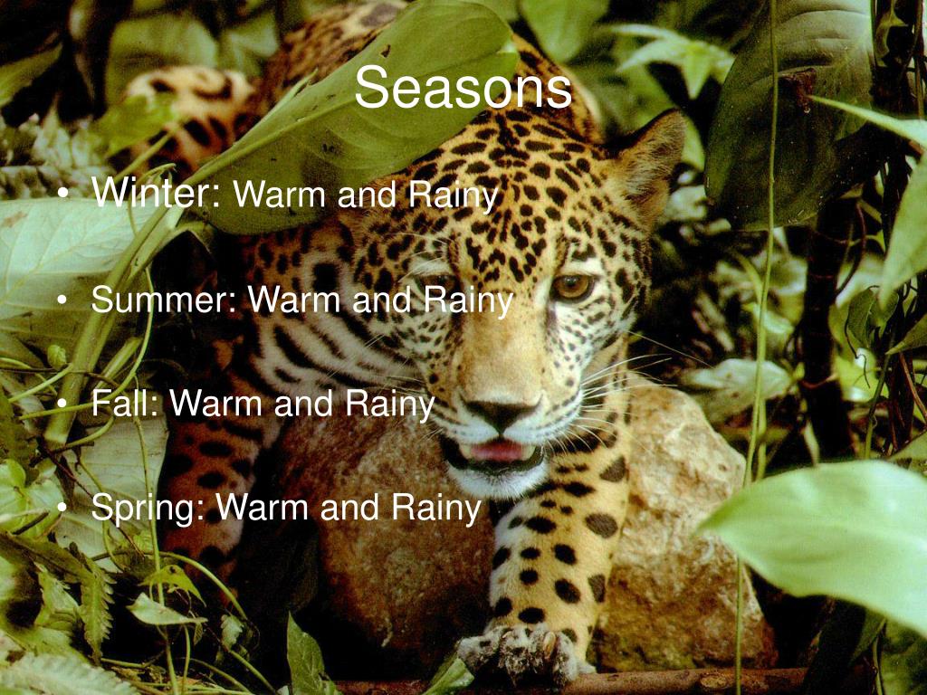 PPT Tropical Rainforest PowerPoint Presentation, free download ID
