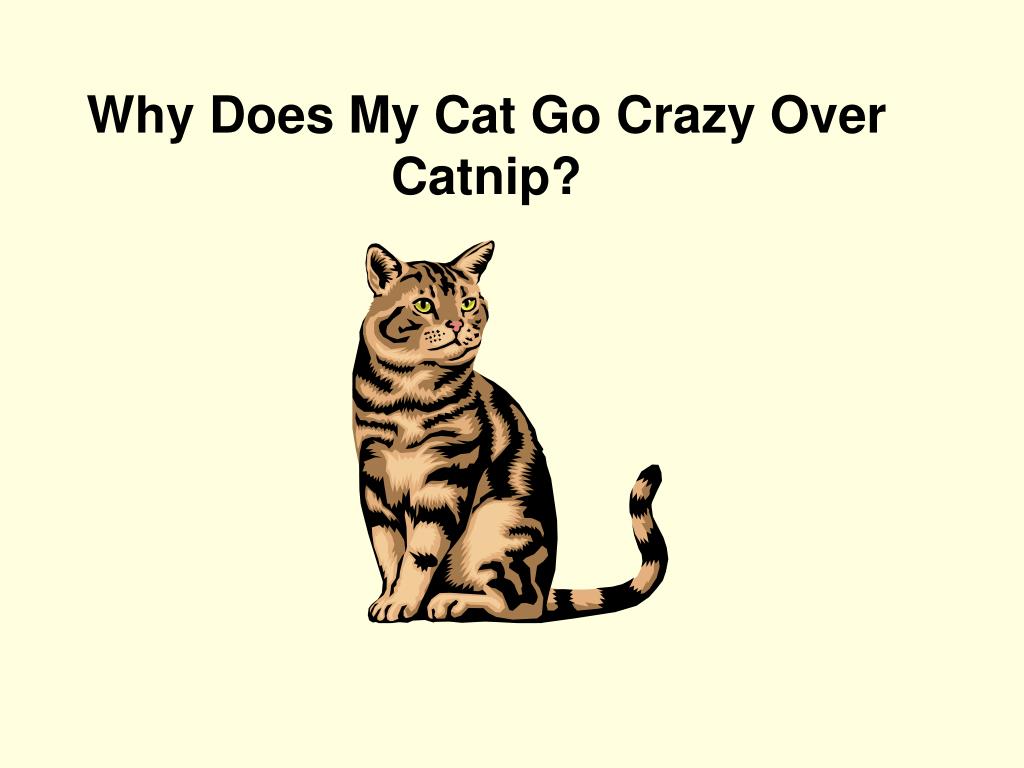 PPT Reading As Thinking The ‘ Focused Read ’ Strategy PowerPoint Presentation ID1170176