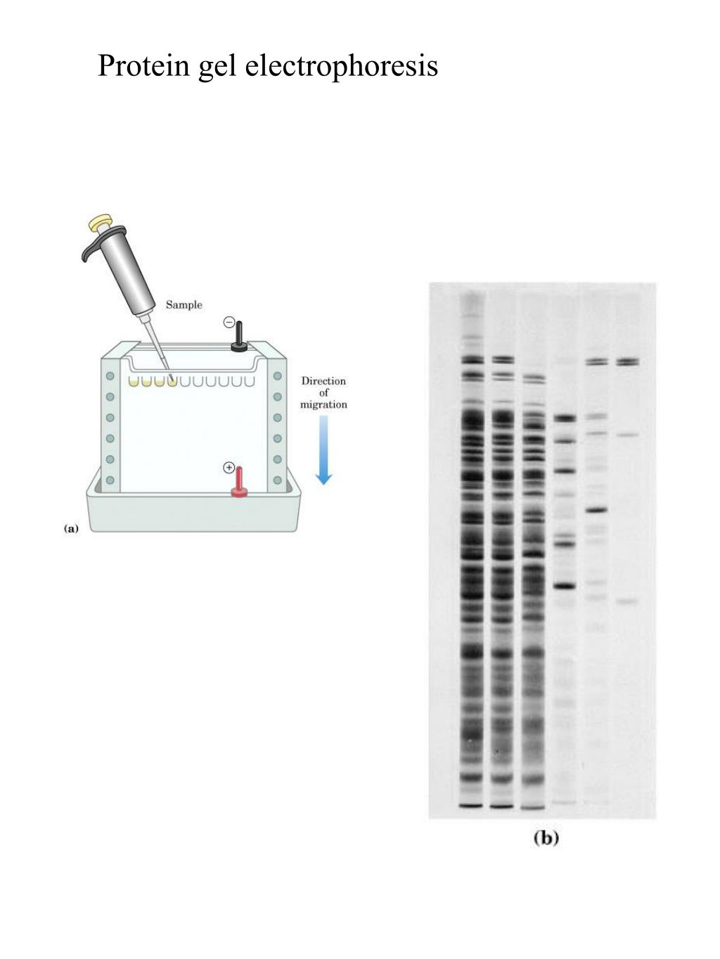 PPT Protein gel electrophoresis • used to separate proteins based on