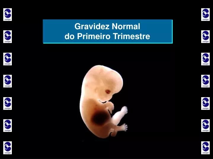 PPT Gravidez Normal do Primeiro Trimestre PowerPoint Presentation