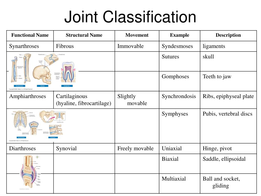PPT Articulations PowerPoint Presentation, free download ID1174249