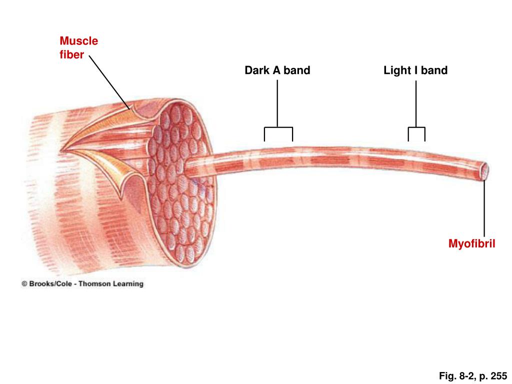 PPT Chapter 8 Muscle Physiology PowerPoint Presentation, free download ID1174692