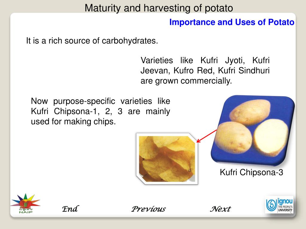 PPT Maturity and Harvesting of Potato PowerPoint Presentation, free