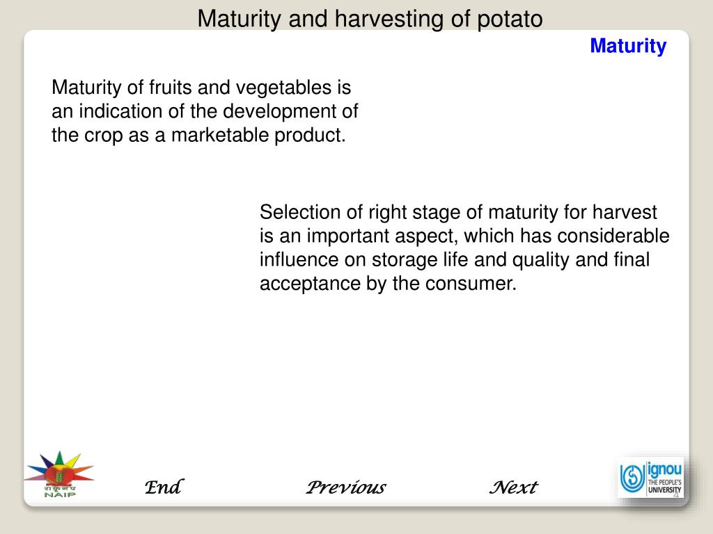 PPT Maturity and Harvesting of Potato PowerPoint Presentation, free download ID1178082
