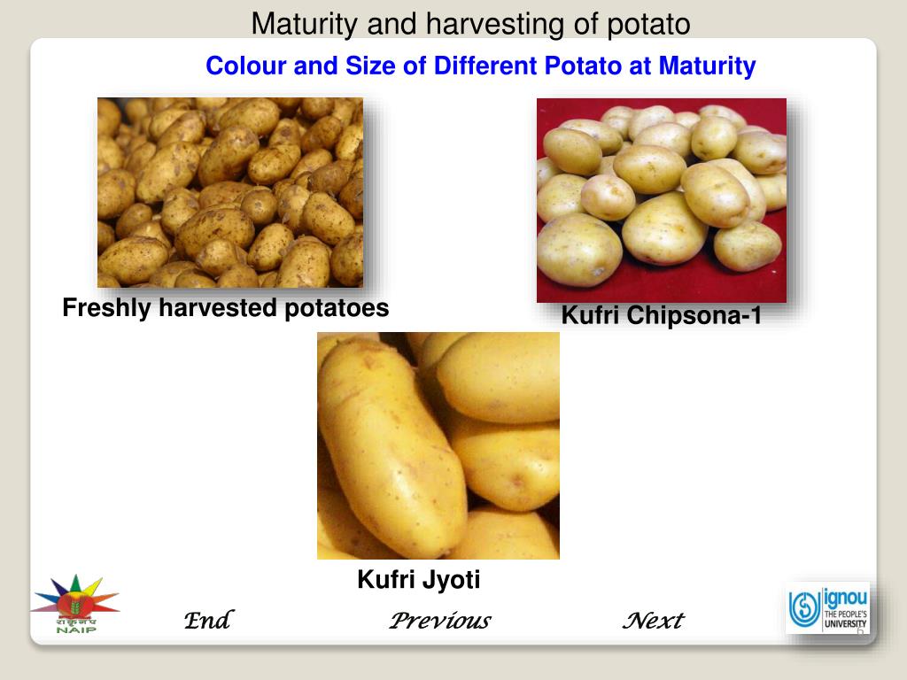 PPT Maturity and Harvesting of Potato PowerPoint Presentation, free