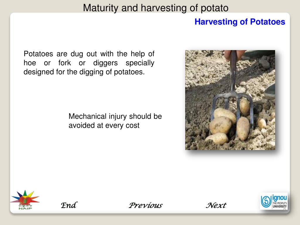 PPT Maturity and Harvesting of Potato PowerPoint Presentation, free