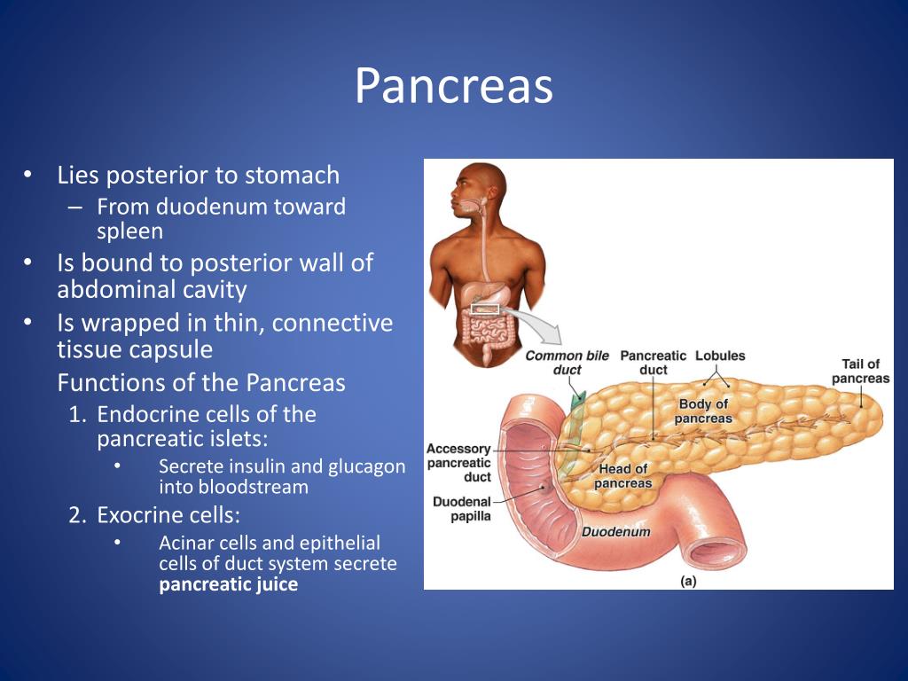 PPT Digestive System PowerPoint Presentation, free download ID1178975