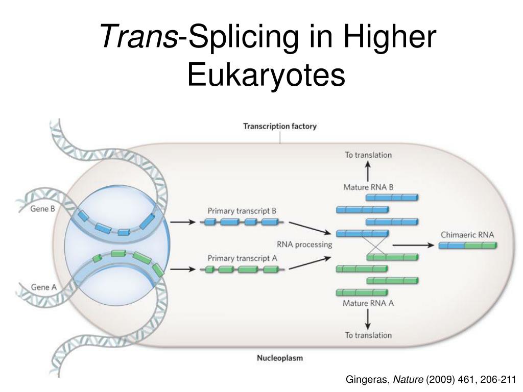 PPT Genome organization PowerPoint Presentation, free download ID