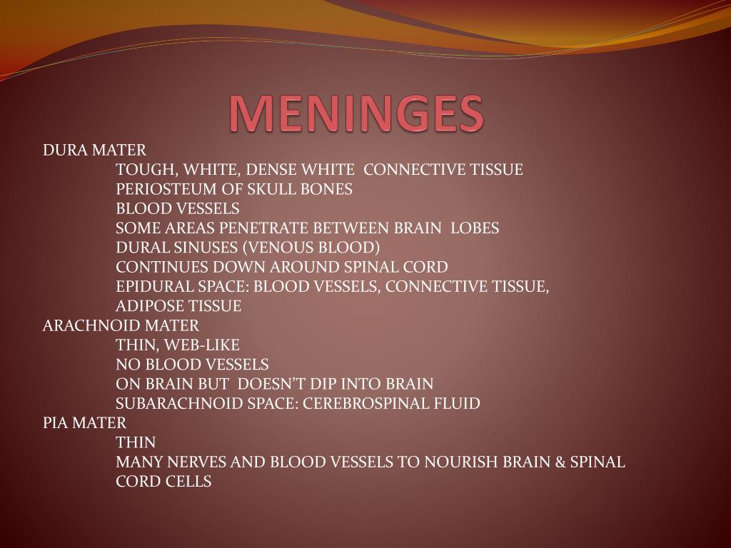 PPT CHAPTER 11 NERVOUS SYSTEM II PowerPoint Presentation, free
