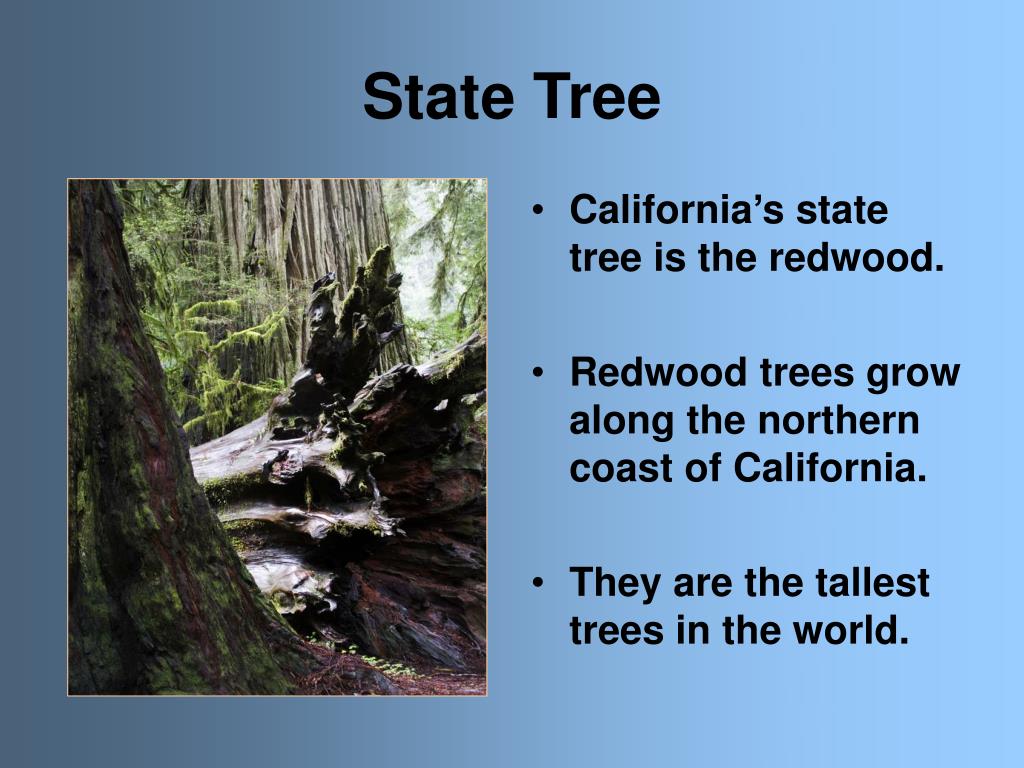 PPT State Symbols California PowerPoint Presentation, free download