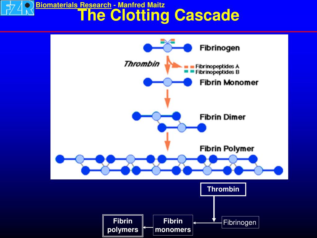 PPT The Blood Clotting Cascade PowerPoint Presentation, free download