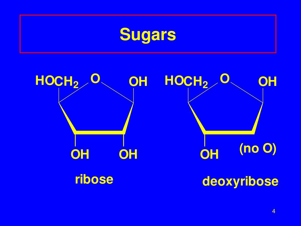 PPT Nucleic Acids PowerPoint Presentation, free download ID1184338