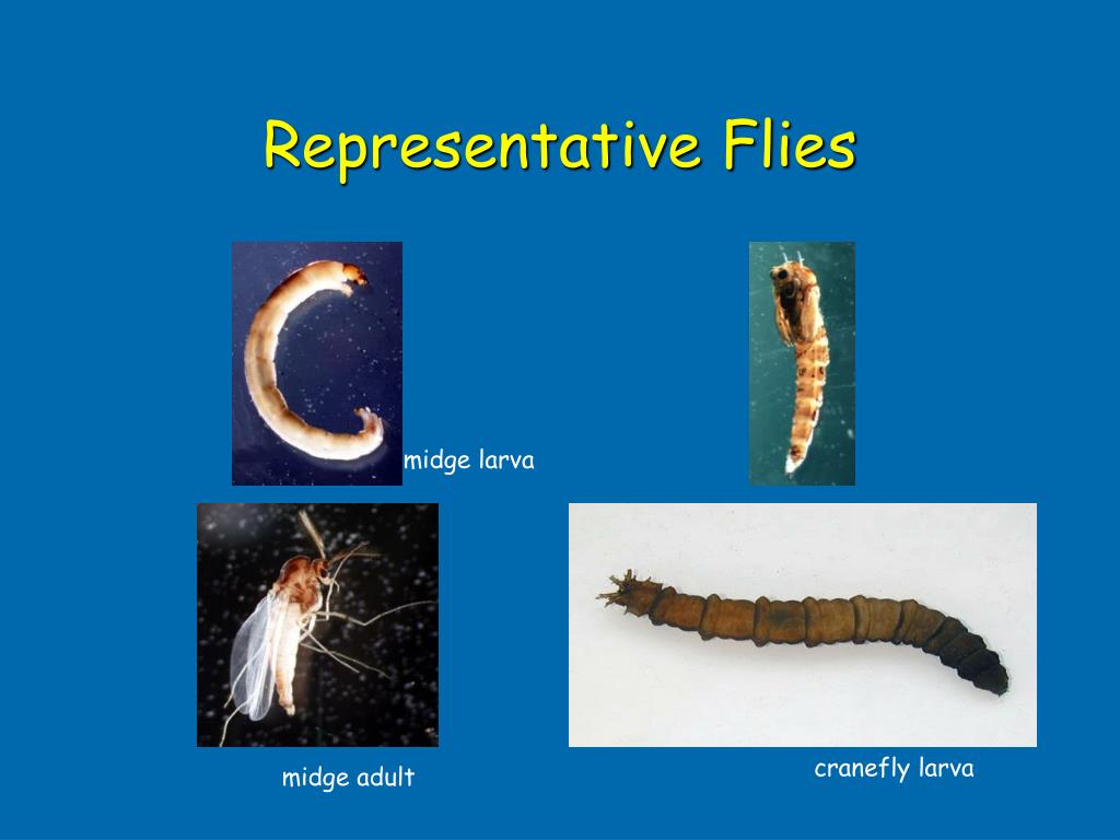 PPT Natural History of Stream Invertebrates Using and Making Sense of Biotic Indices, and