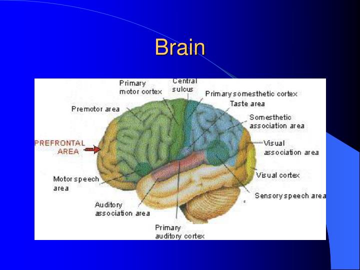 PPT Medical Terminology PowerPoint Presentation ID1185148