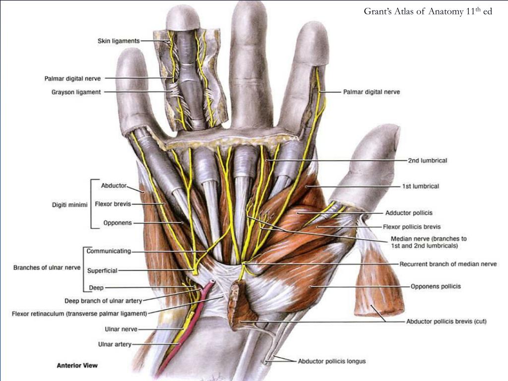 PPT Organization of the Upper Limb PowerPoint