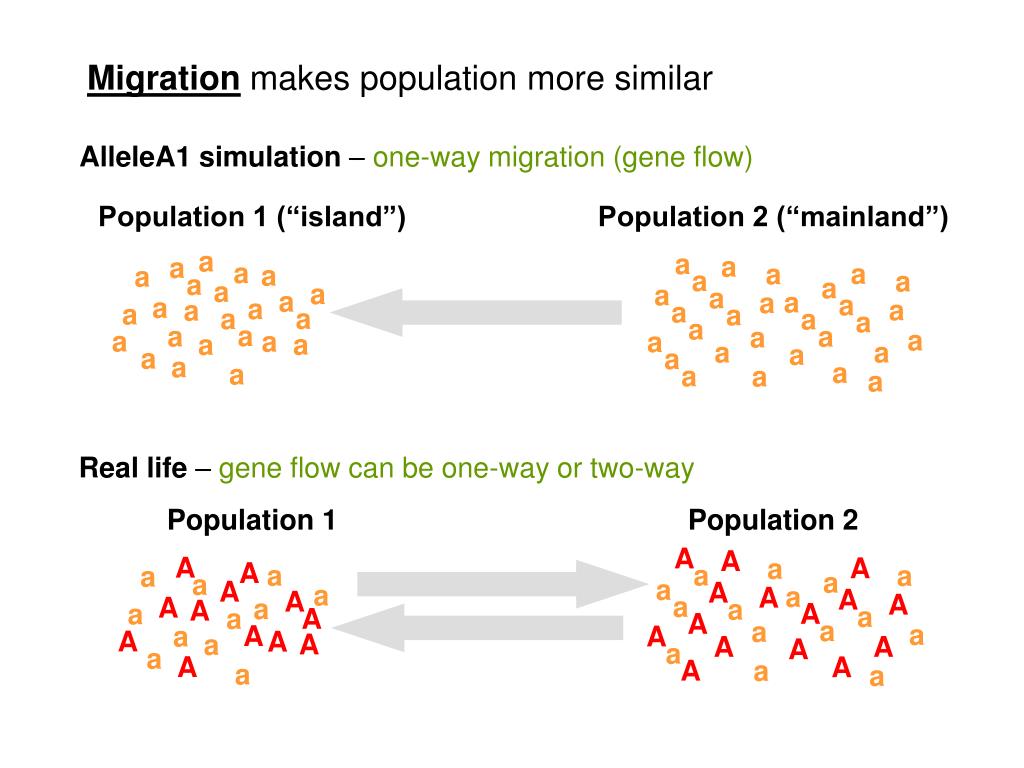 PPT How does migration cause change in allele frequencies? PowerPoint