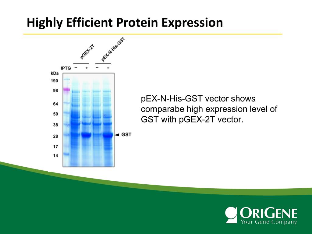 PPT Protein Expression in E. coli using pEX Expression Vectors PowerPoint Presentation ID