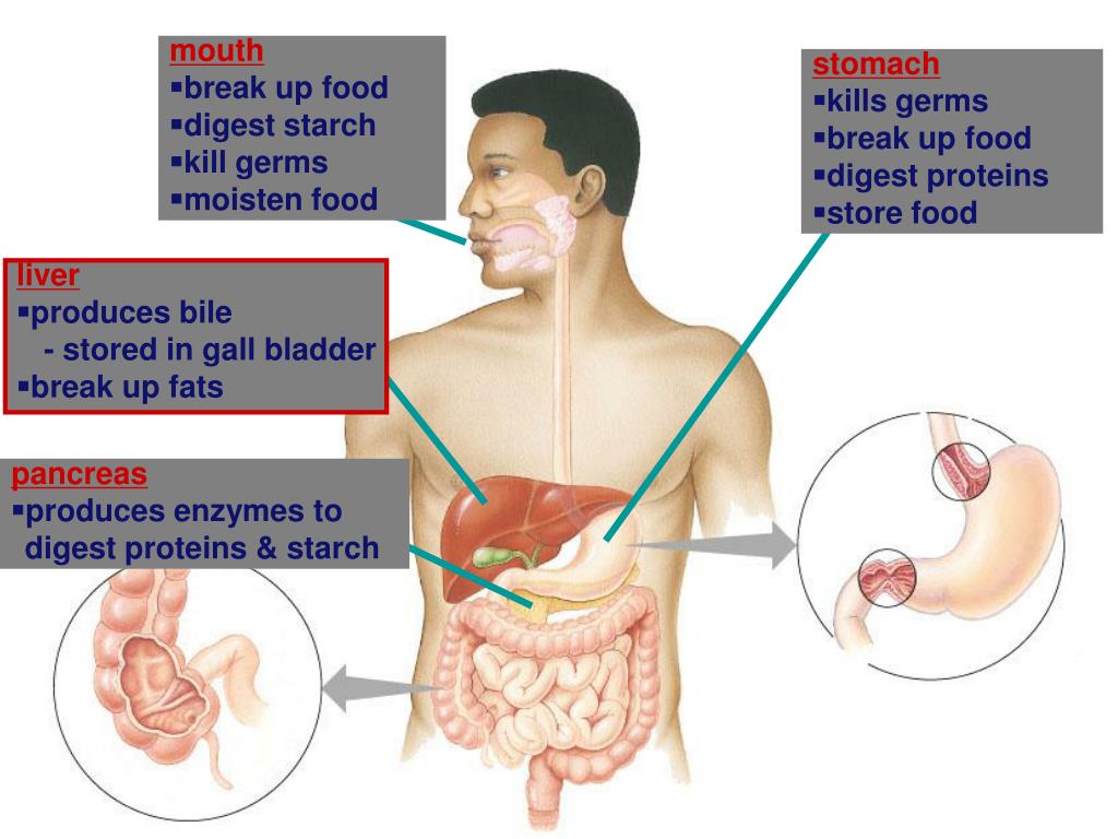 PPT Human Digestion PowerPoint Presentation, free download ID1192108