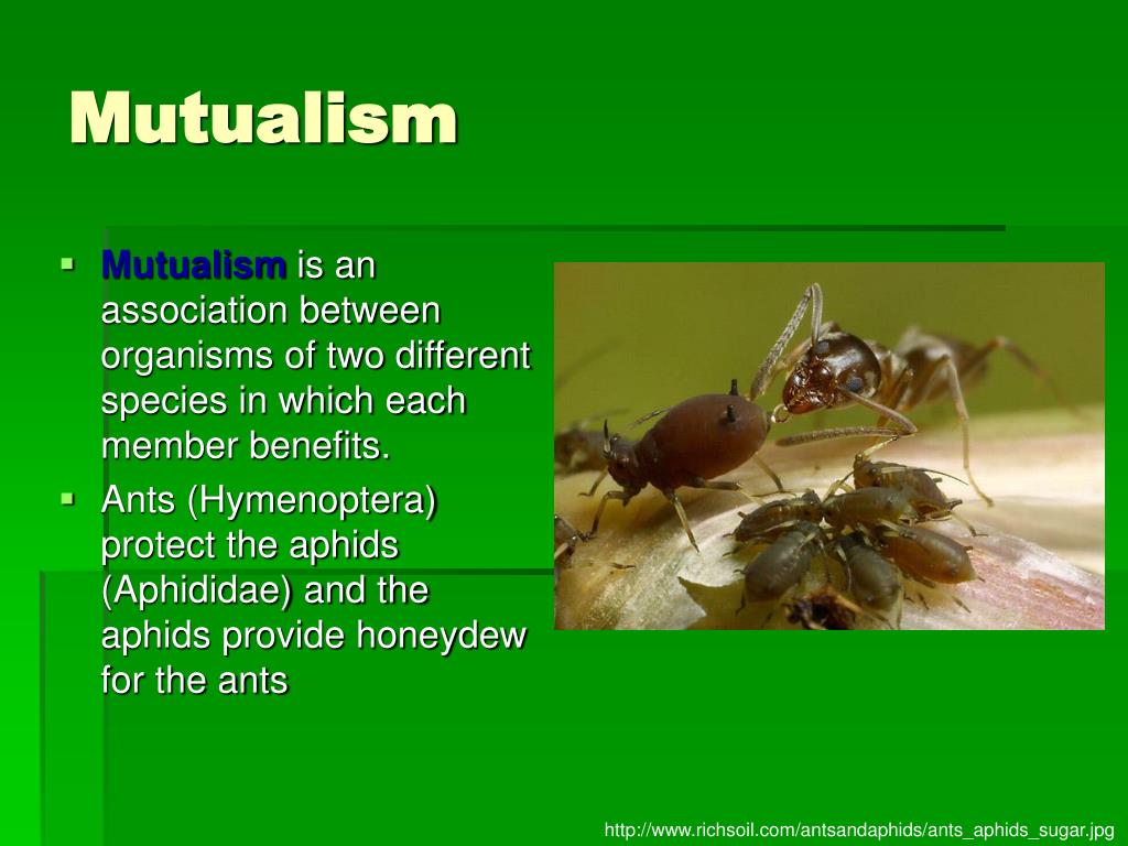PPT - Organism Interaction PowerPoint Presentation, free download - ID