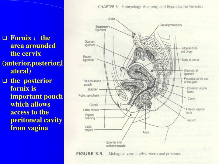 PPT Anatomy of female reproductive system PowerPoint Presentation