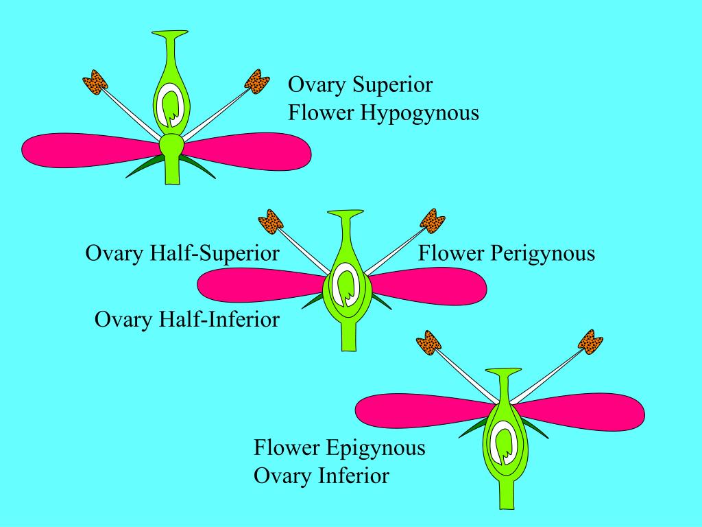 PPT Basic Flower Structure PowerPoint Presentation, free download