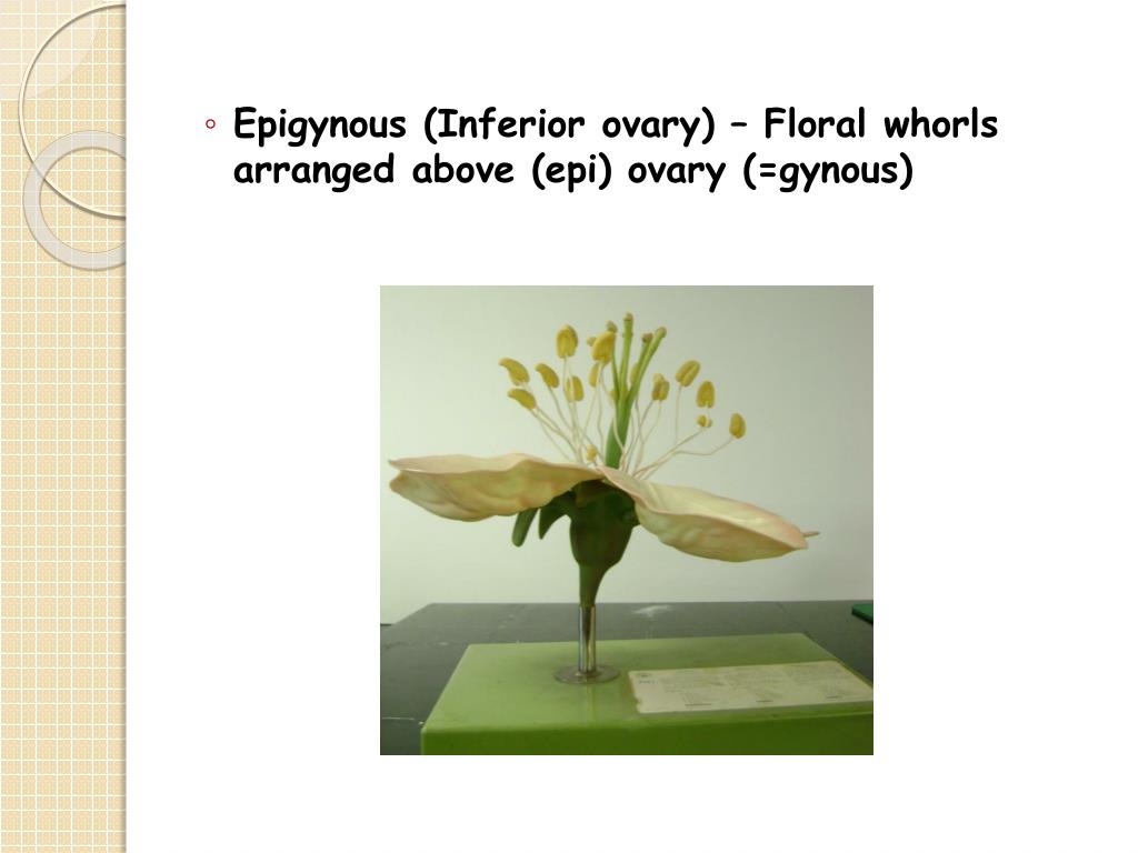 PPT Biology 328 Lab PowerPoint Presentation, free download ID1194590