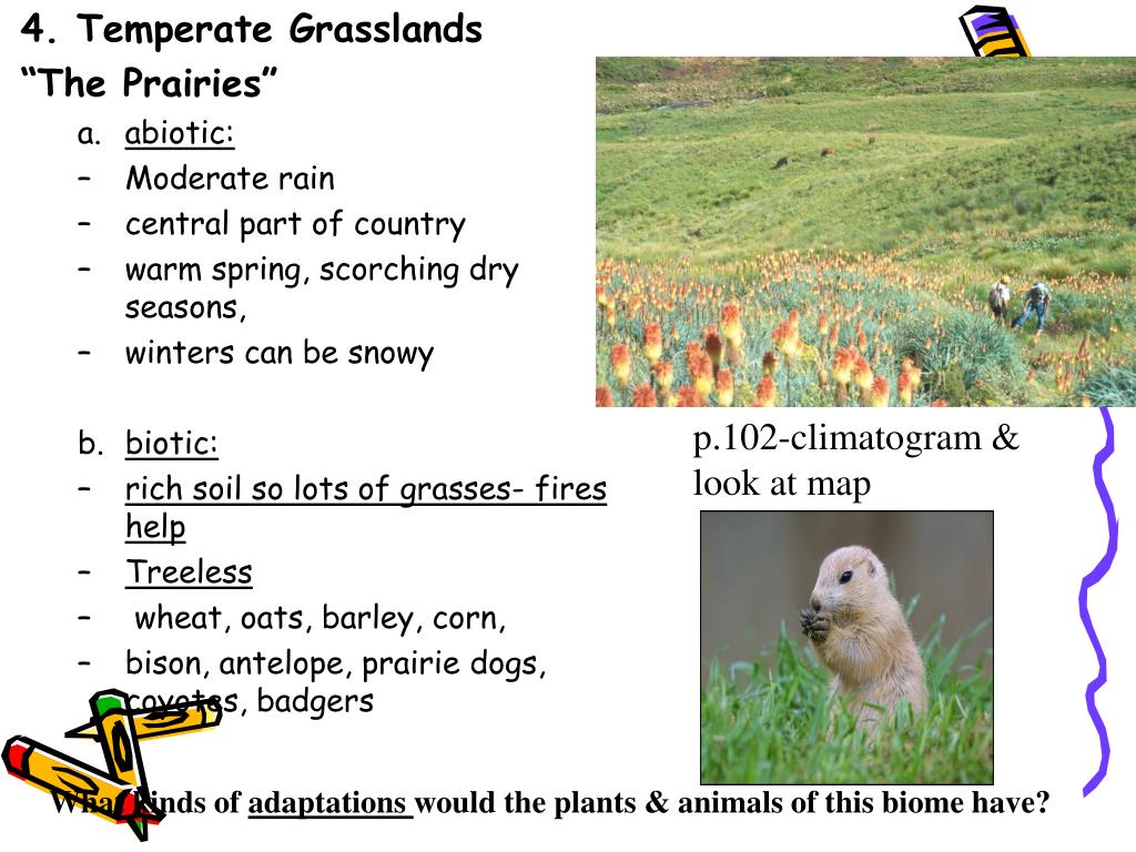 PPT Chapter 3 Ecosystems and Communities PowerPoint Presentation