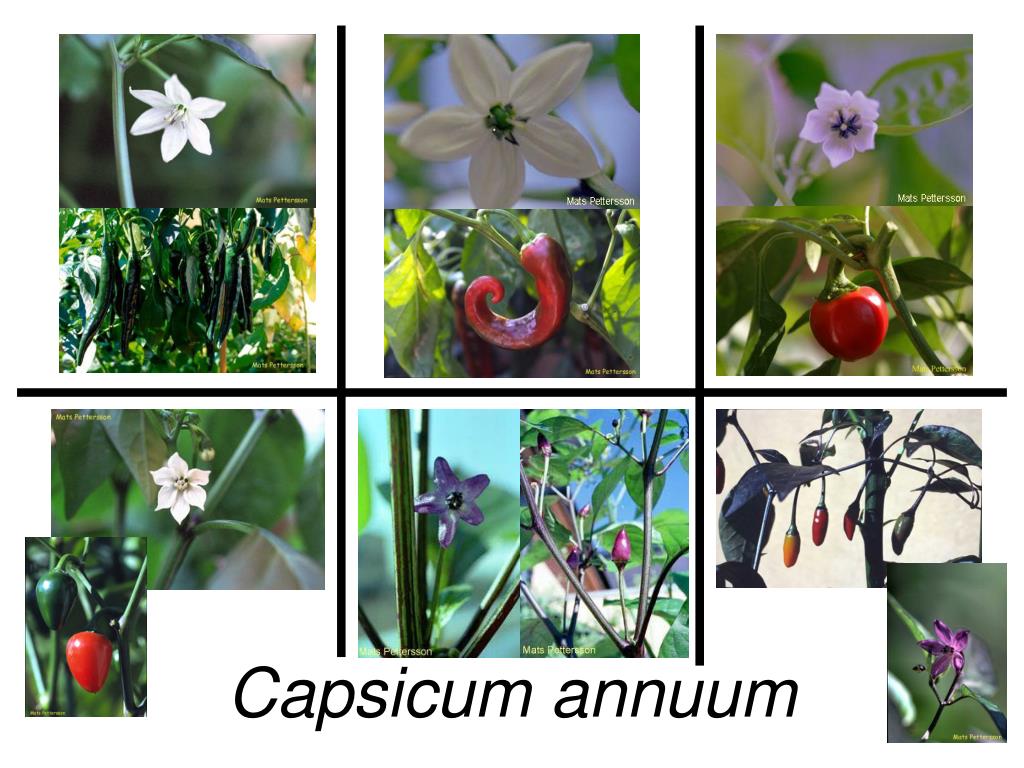 PPT Capsicum Phylogeny and Domestication PowerPoint Presentation
