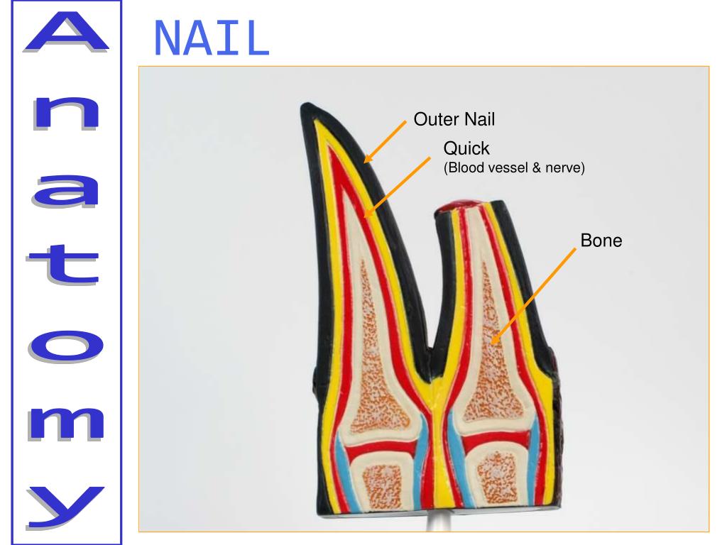 PPT General Anatomical Structures in Your Dog PowerPoint Presentation