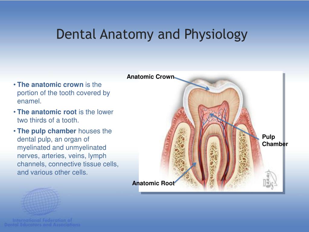 PPT DENTAL ANATOMY & PHYSIOLOGY PowerPoint Presentation, free