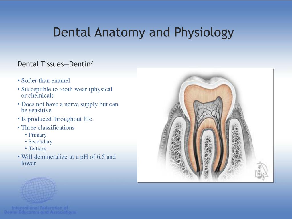 PPT DENTAL ANATOMY & PHYSIOLOGY PowerPoint Presentation, free
