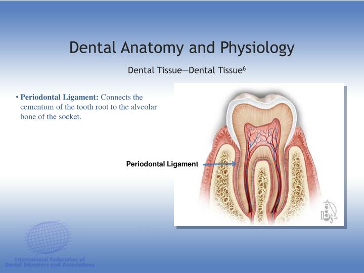 PPT DENTAL ANATOMY & PHYSIOLOGY PowerPoint Presentation ID1197243