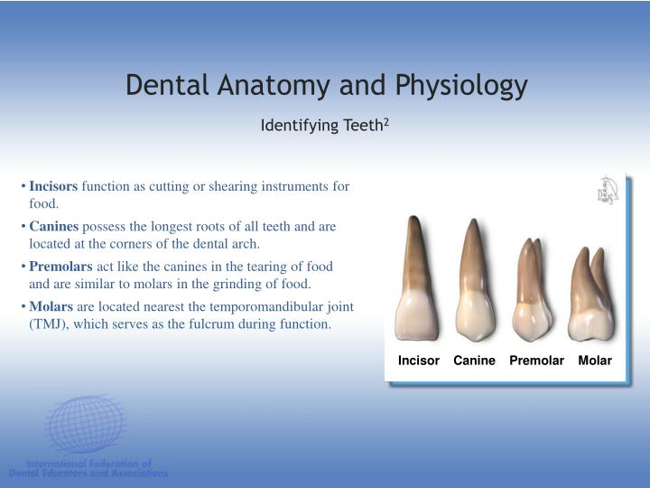 PPT DENTAL ANATOMY & PHYSIOLOGY PowerPoint Presentation ID1197243