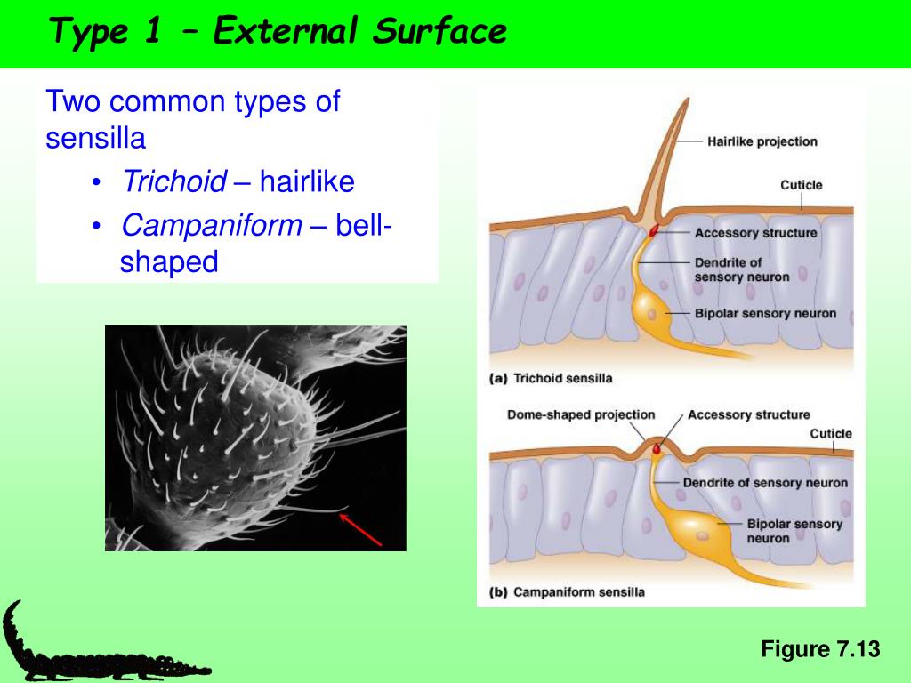 PPT Sensory Receptors Part II PowerPoint Presentation