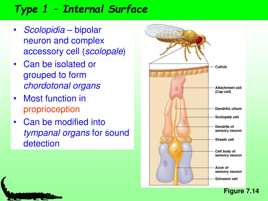 PPT Sensory Receptors Part II PowerPoint Presentation