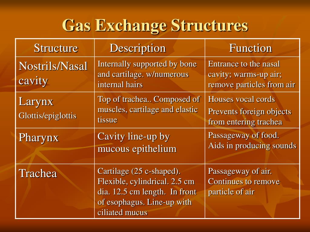 PPT Gas Exchange and Breathing PowerPoint Presentation, free download