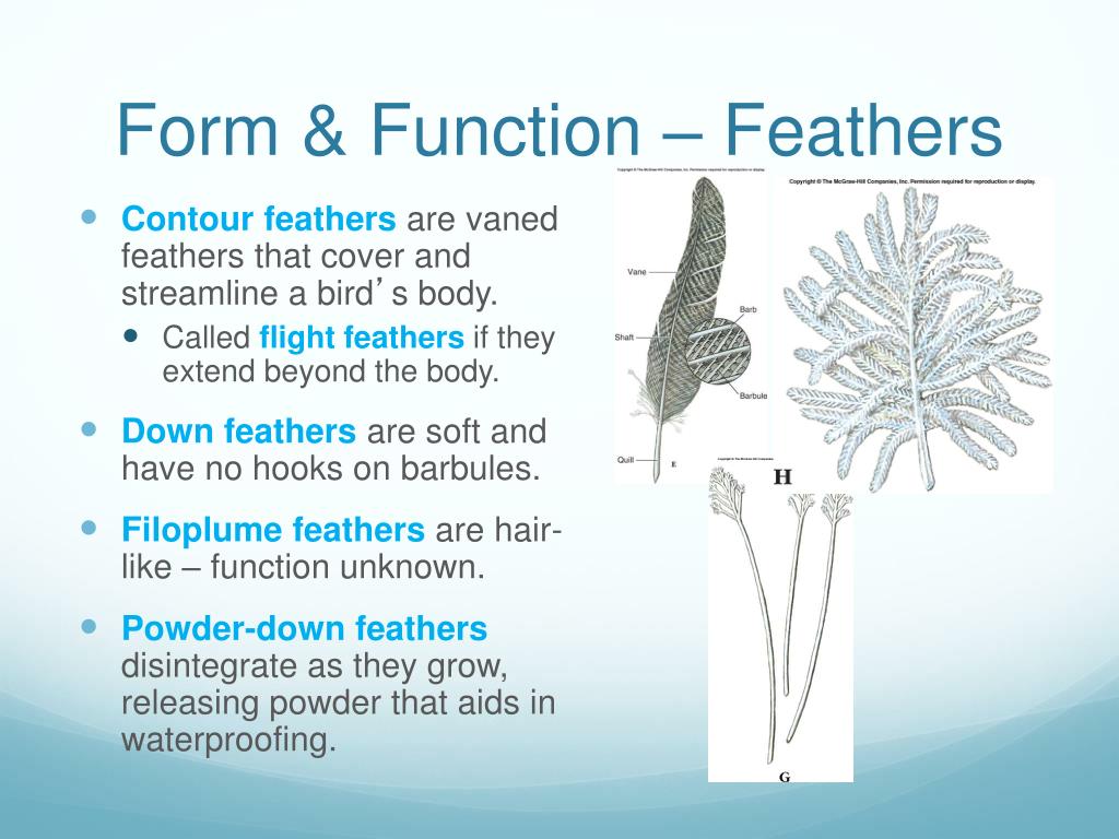 PPT Birds PowerPoint Presentation, free download ID1205483 PPT Birds PowerPoint Presentation, free download ID1205483