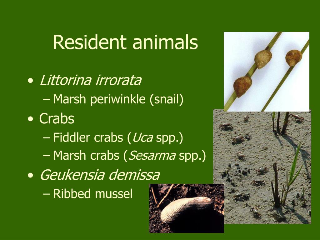 PPT Salt Marshes biotic perspectives PowerPoint Presentation, free