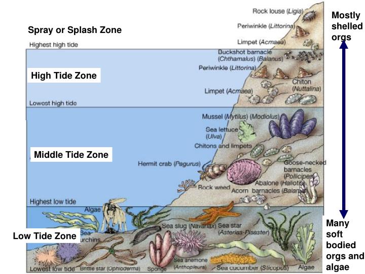 PPT Benthos PowerPoint Presentation ID1211272