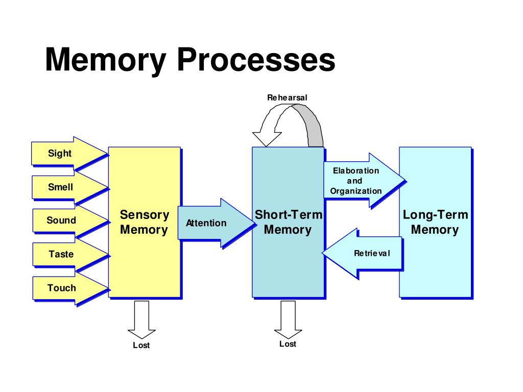 PPT Brain Basics and Beyond How to Engage Young Adolescents