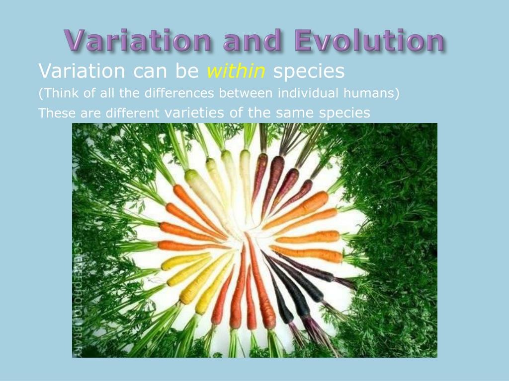 PPT Variation and Evolution PowerPoint Presentation, free download