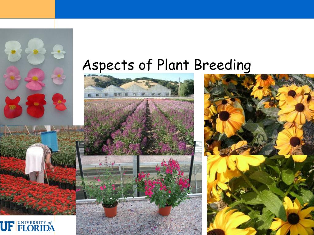 PPT Aspects of Plant Breeding PowerPoint Presentation, free download